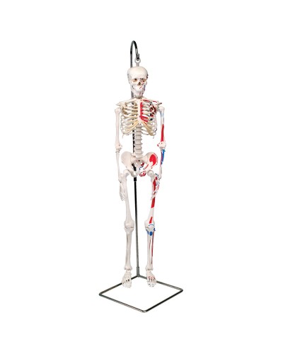 Mini Human Skeleton - Shorty - with painted muscles, on hanging stand